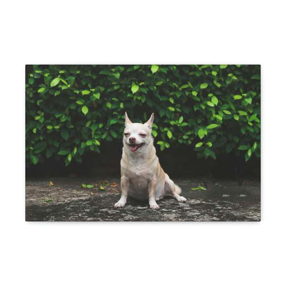 WILDLIFEGARDEN WG4493 Gancio A Muro Chihuahua – Intagliato E Dipinto A Mano, In Legno Di Tiglio E Metallo, 11 Cm - 4